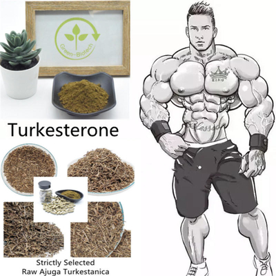 ผงสกัด Ajuga Turkestanica ที่ไม่ผ่านการฉายรังสี 2% 10% 40%