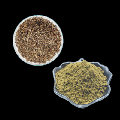 Pure Ajuga Turkestanica Extract 2% 10% Turkesterone Powder ใช้สำหรับการเพาะกาย