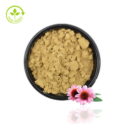 Echinacea Extract Powder คุณภาพสูง Echinacea Purpurea Extract 4% Polyphenol Powder