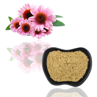 สารสกัด Echinacea Purpurea ออร์แกนิค 100% โพลีฟีนอล 4% กรดชิโคริก 2%