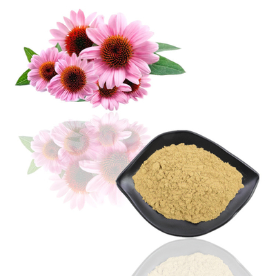 สารสกัดจากพืชเกรดอาหาร Echinacea Purpurea Flower Extract
