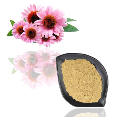 ใบรับรอง ISO สารสกัดจาก Echinacea Purpurea ธรรมชาติ 100% โพลีฟีนอล 10%