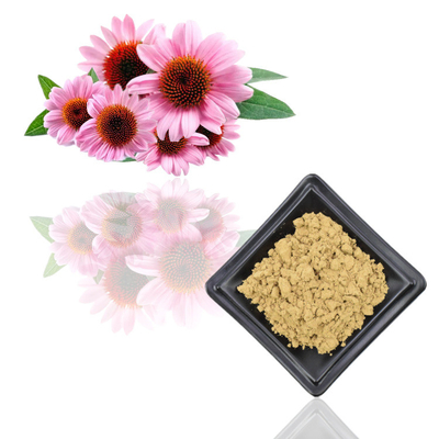 สารสกัดจากพืช Echinacea Purpurea บริสุทธิ์ 7% สารสกัดจากโพลีฟีนอล