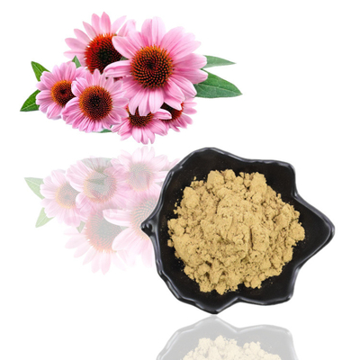 สารสกัด Echinacea Purpurea บริสุทธิ์จากธรรมชาติ 4% ผงโพลีฟีนอล