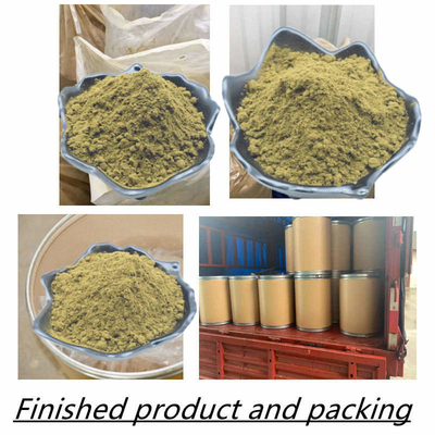 สีน้ำตาลเหลือง Ajuga Turkestanica ผง 10% 20% เนื้อหา Ecdysteroid สูง