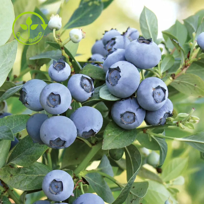 ผงสารสกัดบลูเบอร์รี่ออร์แกนิกบริสุทธิ์ Anthocyanin 25%