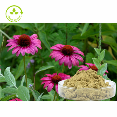 สารสกัดจากพืช Echinacea Purpurea 4% Polyphenols Powder ผลิตภัณฑ์เพื่อสุขภาพ