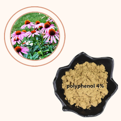 สารสกัดจากพืช Echinacea Purpurea 4% Polyphenols Powder ผลิตภัณฑ์เพื่อสุขภาพ
