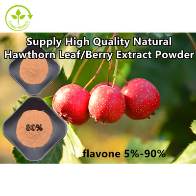 Hawthorn Berry Extract Flavones 80% Powder Crataegus Leaf Extract