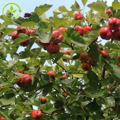 Hawthorn Berry Extract Flavones 80% Powder Crataegus Leaf Extract