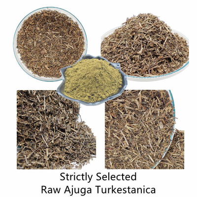 สารสกัดจากสมุนไพร Ajuga Turkestanica Extract Turkesterone Powder อาหารเสริม 2% 10% 20%