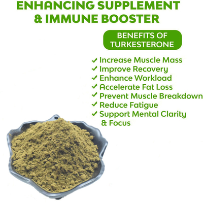 สารสกัดจากสมุนไพร Ajuga Turkestanica Extract Turkesterone Powder อาหารเสริม 2% 10% 20%