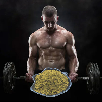 Ajuga Turkestanica Extract Turkesterone 2% 3% 4% 10% ผงสำหรับสร้างร่างกาย