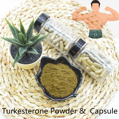 สารสกัดจากผง Turkesterone การจัดส่งที่รวดเร็วคุณภาพสูงสุด