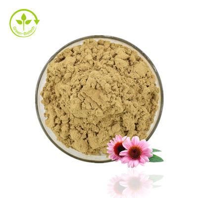Echinacea Extract Powder คุณภาพสูง Echinacea Purpurea Extract 4% Polyphenol Powder