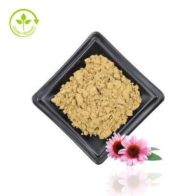 จัดหา Echinacea Purpurea Extract Echinacea Extract ธรรมชาติ Echinacea Purpurea Flower Extract 4% โพลีฟีนอล