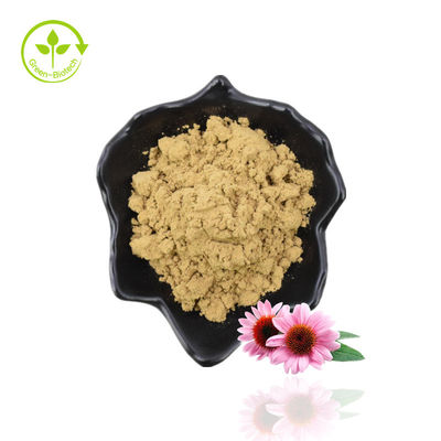 สารสกัด Echinacea Purpurea ธรรมชาติ / Echinacea Extract Powder
