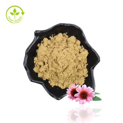 ผลิต จัดหา Echinacea Purpurea Chicoric Acid Echinacea Extract