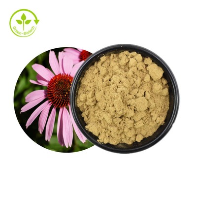 สารสกัด Echinacea Purpurea ที่ขายดี สารสกัดจากสมุนไพร Echinacea