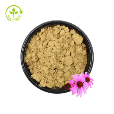 ใบรับรอง ISO สารสกัดจาก Echinacea ธรรมชาติ 100% Echinacea Purpurea Extract 10% Polyphenol