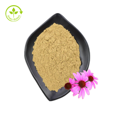 โรงงานจัดหาสารสกัดจาก Echinacea Purpurea คุณภาพสูง Echinacea Extract