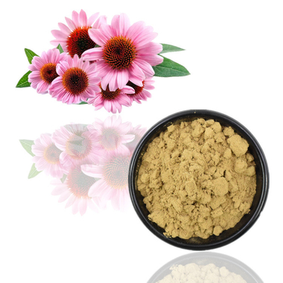 สารสกัด Echinacea Purpurea ออร์แกนิค 100% โพลีฟีนอล 4% กรดชิโคริก 2%