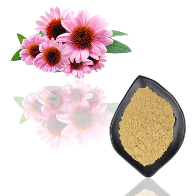สารสกัด Echinacea Purpurea อินทรีย์ธรรมชาติ โพลีฟีนอล 2% - 4% กรดซิโคริก 2% - 5%