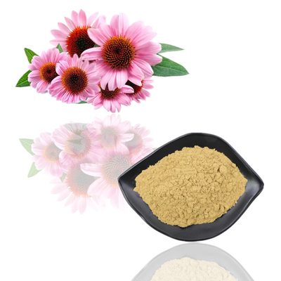 สารสกัด Echinacea Purpurea อินทรีย์ธรรมชาติ โพลีฟีนอล 2% - 4% กรดซิโคริก 2% - 5%