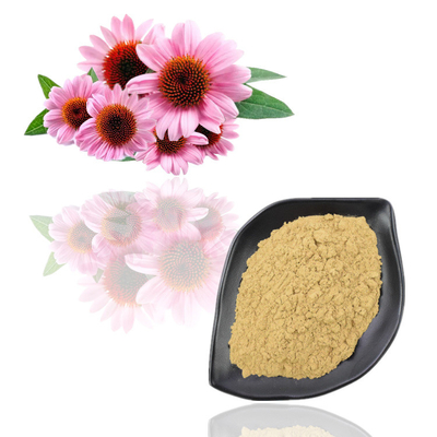 สารสกัดจากพืชเกรดอาหาร Echinacea Purpurea Flower Extract