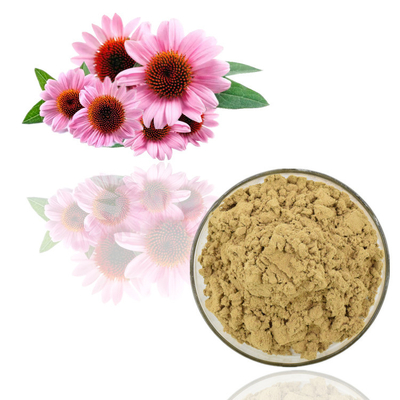 ผงสกัดจากพืชธรรมชาติบริสุทธิ์ Echinacea Purpurea Extract Powder Bulk