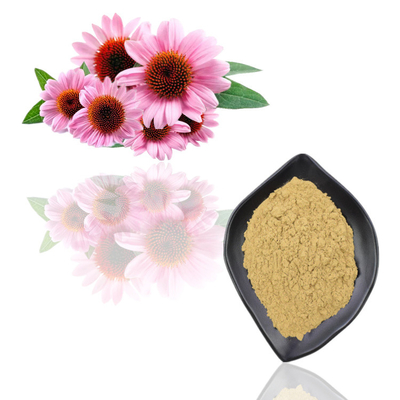 ผงสกัดจากพืชธรรมชาติบริสุทธิ์ Echinacea Purpurea Extract Powder Bulk