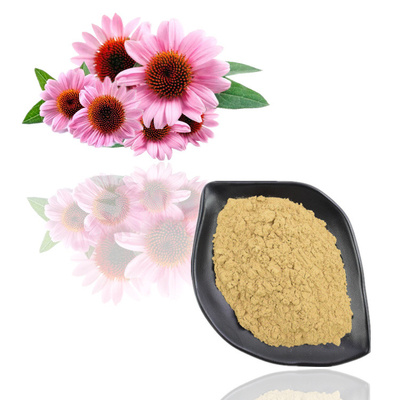 Echinacea Purpurea Extract 4% - 6% Polyphenol Plant Extract Powder