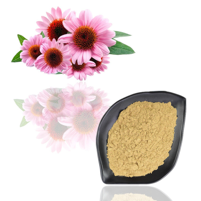 Echinacea Purpurea Extract 4% - 6% Polyphenol Plant Extract Powder