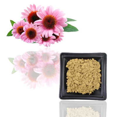 ใบรับรอง ISO สารสกัดจาก Echinacea Purpurea ธรรมชาติ 100% โพลีฟีนอล 10%