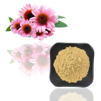 สารสกัดจากพืช Echinacea Purpurea บริสุทธิ์ 7% สารสกัดจากโพลีฟีนอล