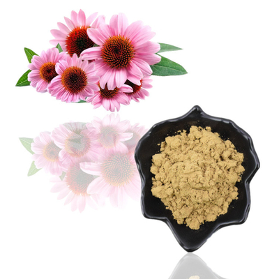 สารสกัดจากราก Echinacea Purpurea สมุนไพรโพลีฟีนอล 4% สารสกัดจาก Echinacea Purpurea