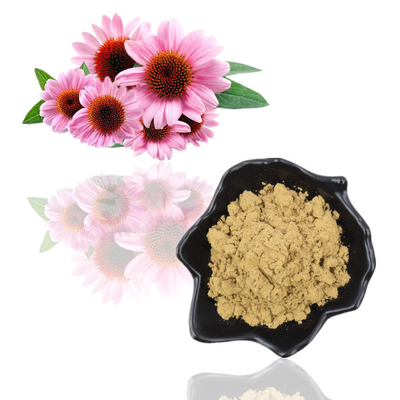 สารสกัด Echinacea Purpurea บริสุทธิ์จากธรรมชาติ 4% ผงโพลีฟีนอล