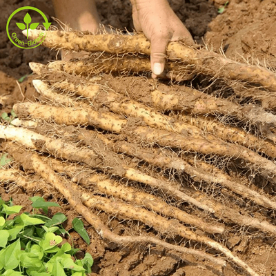 อาหาร / เครื่องสำอางเกรด Natural Yam Extract 98% Diosgenin Wild Yam Extract Powder